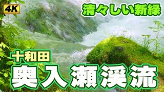 あおもりカメラ歳時記「新緑の奥入瀬渓流」Aomori Camera Saijiki