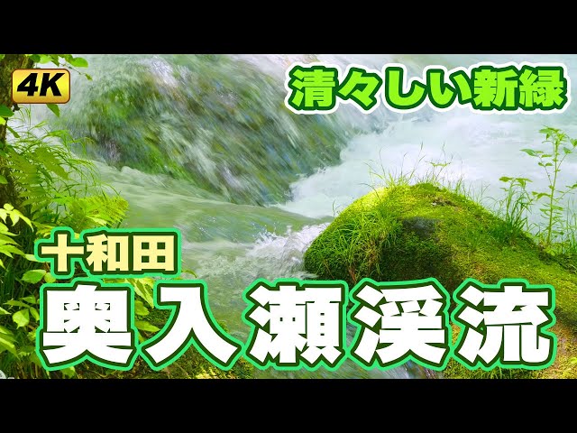 あおもりカメラ歳時記「新緑の奥入瀬渓流」Aomori Camera Saijiki