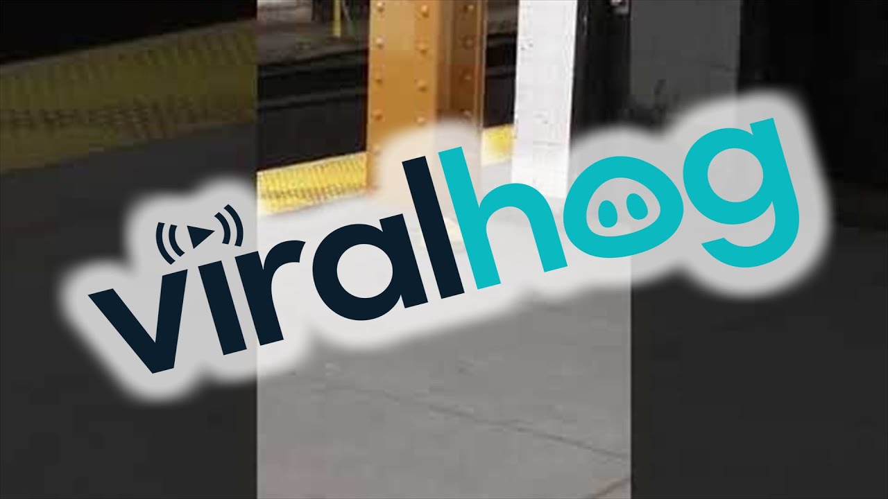 Subway Rat Drags Away Takeout Food || ViralHog