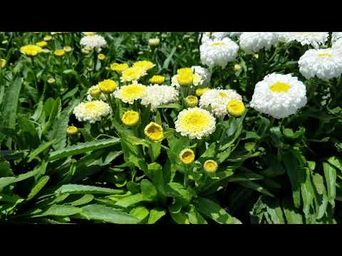 Leucanthemum Luna
