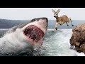 SHOCKING! 10 Epic Ocean Creatures That Eat Land Animals