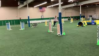 Blade Usdaa Jumpers Adp2 Course 1