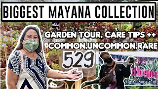 Biggest Mayana/Coloues Collection | 529 Varieties +++ | Planten en Bloemen Iloilo