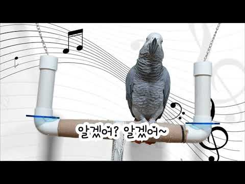 엄마랑 <strong>루비동생</strong> 만나러 간다고 신나서 춤추고 노래하고~앵무새 연구대상똘이