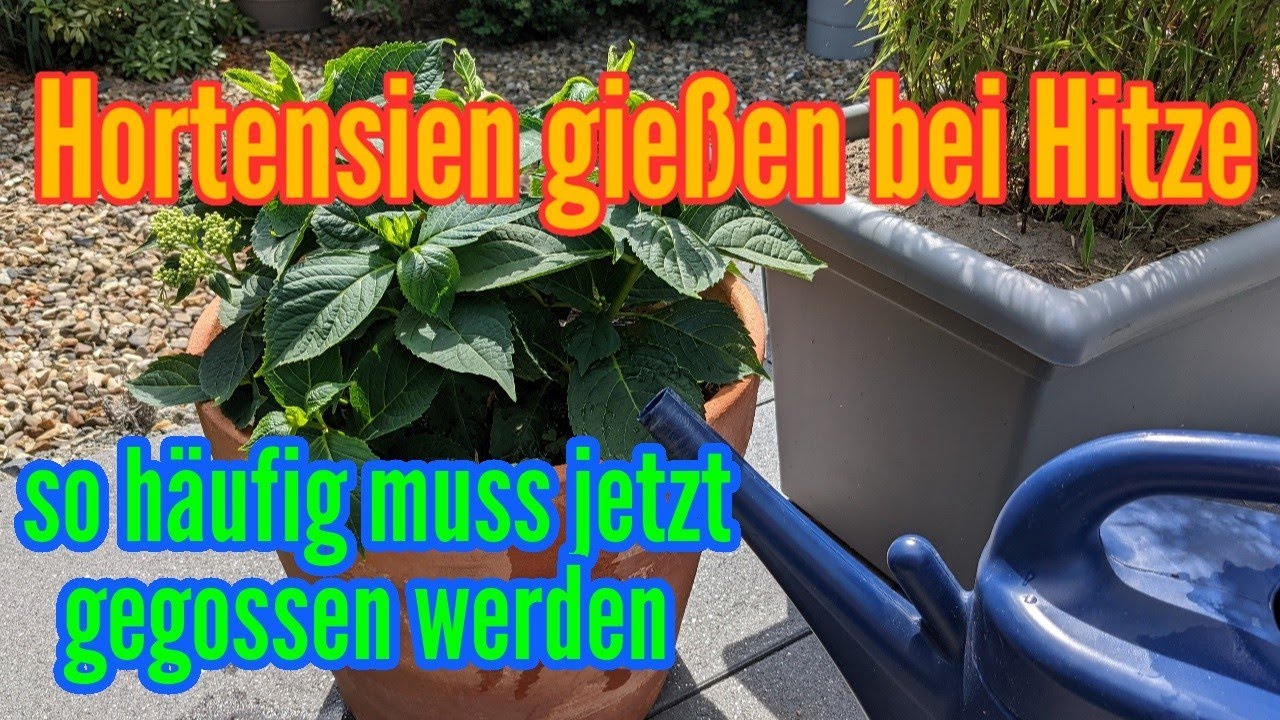 Soviel Wasser braucht deine Hortensie jetzt! Wie oft Hortensien bei