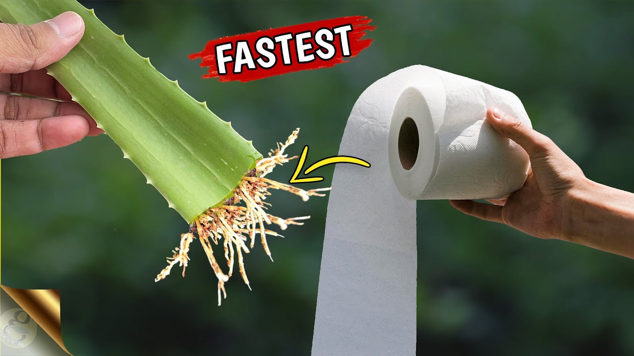 5 FASTEST & GUARANTEED ROOTING TRICKS AND HACKS | MULTIPLY PLANTS QUICKLY