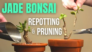 Jade plant Bonsai repotting and pruning