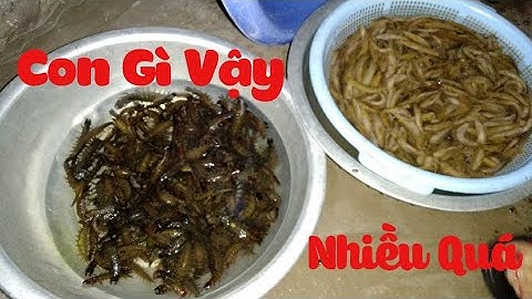 Bắt Cá Bống Suối Tập 1 ✓ Poòng Văn Quỳnh