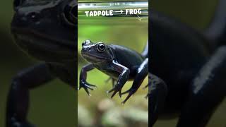 Tadpole → Frog 🐸