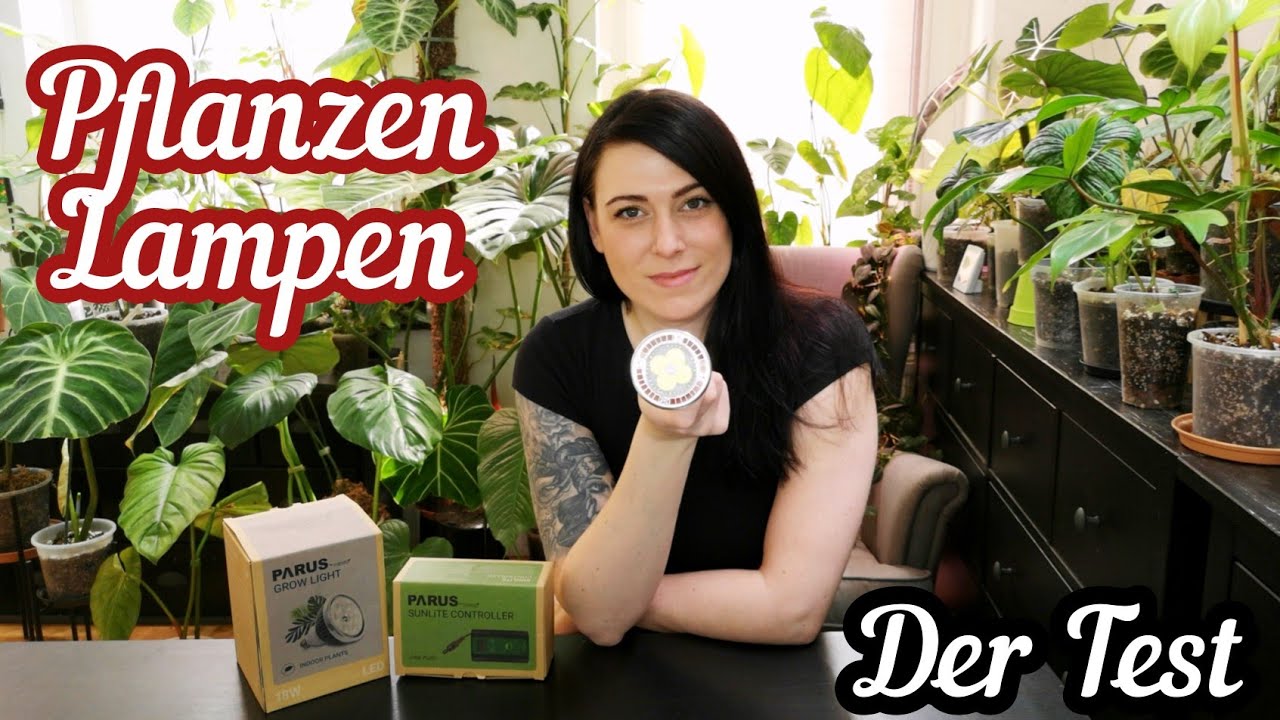 Das beste Licht fr Zimmerpflanzen | optimal fr Wachstum und Blte
