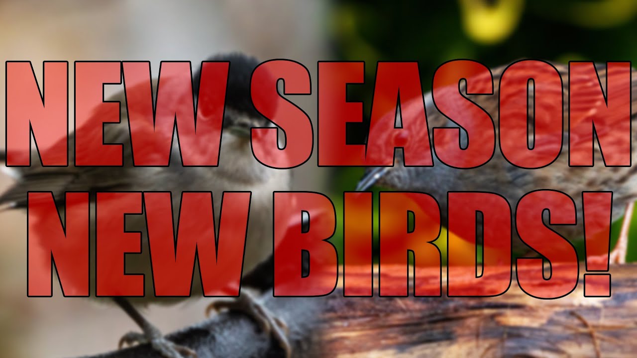 It's Completely Different! - Winter Garden Bird Photography - Blackcaps and Dunnocks