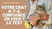 Les Miaulements Des Chats Et Leur Signification Youtube