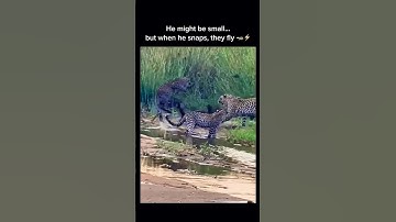 3 Leopards vs Honey Badger: He Snaps