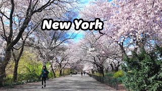 NYC Spring Walk [4K] 🌸 🌸 🌸 Cherry & Magnolia Blossoms in Central Park🗽 Best spots for photos!