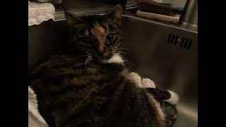 The Kitty Dance