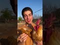 Eating A Chicken Infront Of A Chicken