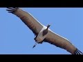 Golden Eagle Vs Demoiselle Crane |  Planet Earth | BBC Earth