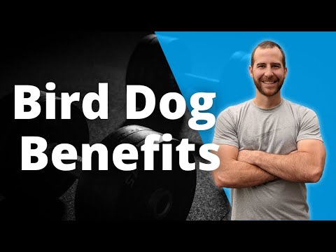 Bird Dog Benefits | What Muscles does the Bird Dog Train?