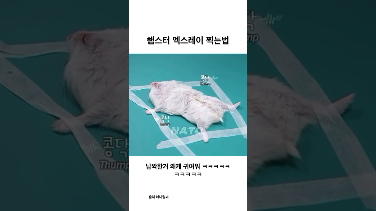 엑스레이찍는 햄서터