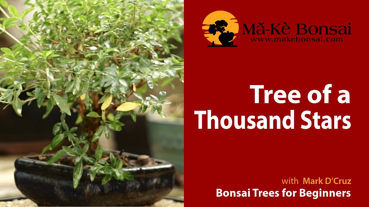 tree of servia  2022 New  55) How to Care for Tree of a Thousand Stars - Serrisa foetida - Bonsai  Trees for Beginners Series