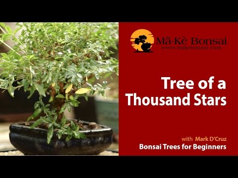 55) How to Care for Tree of a Thousand Stars - Serrisa foetida - Bonsai  Trees for Beginners Series