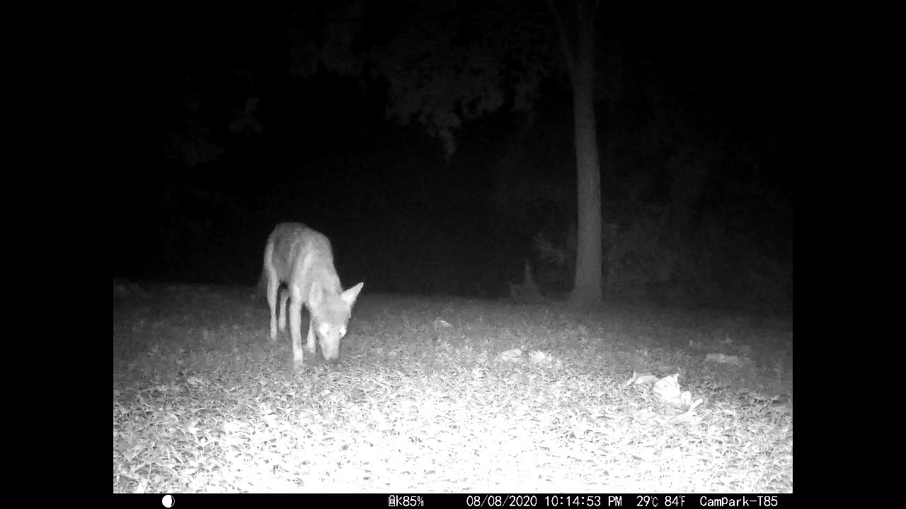 Coyote vs. Opossum YouTube