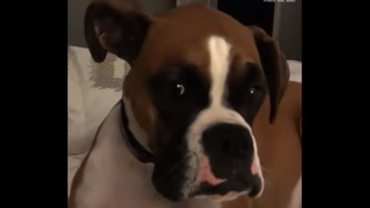 videos for cats Boxer extremely jealous of cat's affection