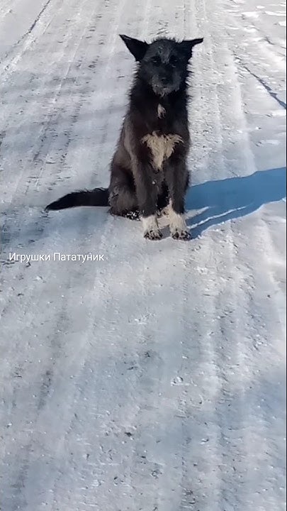 #dog #милота #игры #собака #друзья #барашек #красивые #лайк #подпишись ...