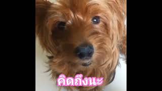 คิดถึง shorts  doglover ตาหวาน tawaan น่ารัก craft สัตว์เลี้ยง ฝึกวาดการ์ตูน