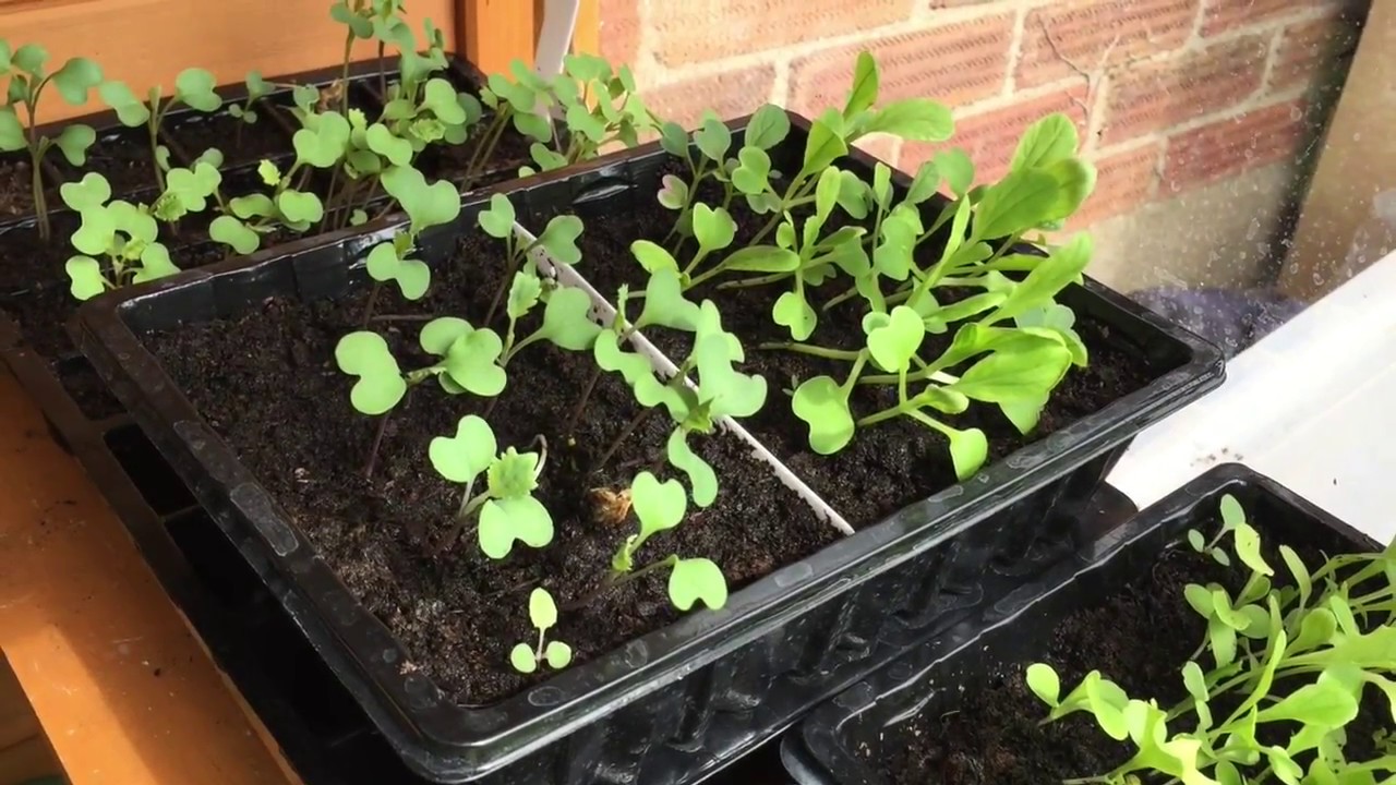 Ginger Welsh Allotments 