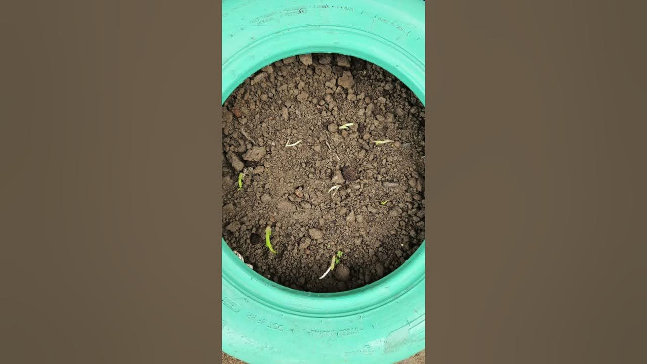 Freesia blooming after 2 months of sowing bulb which bought online #freesia #flower #bloom #shorts Freesia blooming after 2 months of sowing bulb which bought online #freesia #flower #bloom #shorts