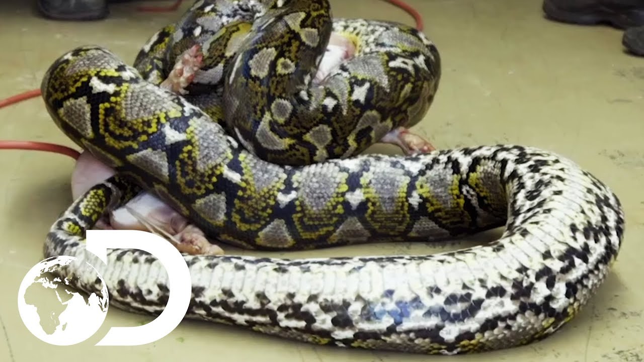 Scary Pictures Of Big Snakes