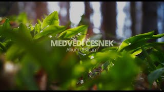 Bear garlic - Allium ursinum (4K drone footage)