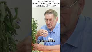 Окопник, который заживляет без шрамов и мозолей #фитотерапия  #травы