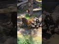 This zoo is AZA abroved #petlover #animallover #zoo #funfacts #setup