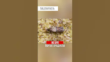 Это может жить в твоем доме или квартире