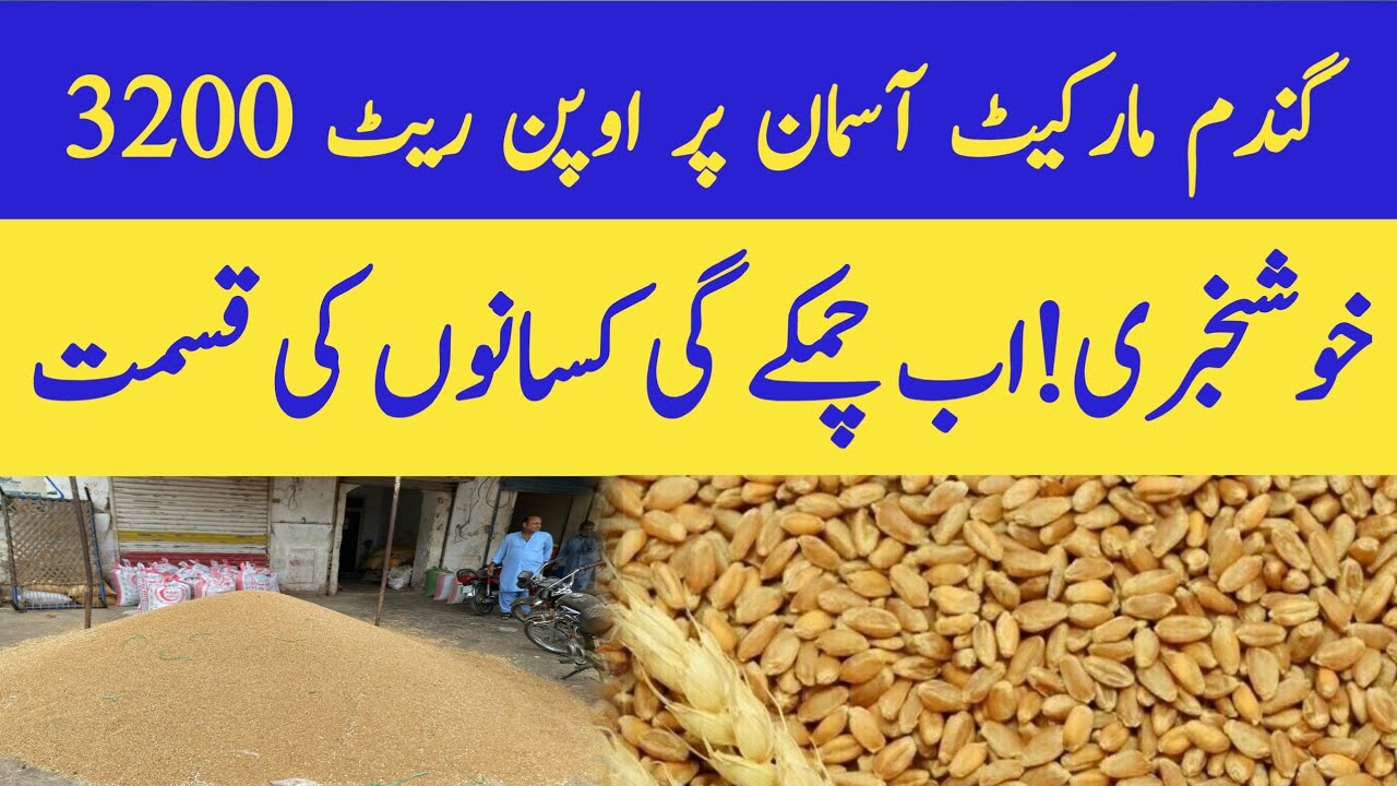 Gundam ka rate today | wheat price update 