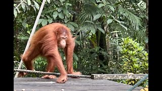 Download Lagu Orangutan in Semenggoh Wildlife  Centre MP3
