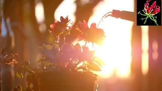 Gunshots heard in Thuppakki saththangal Kedkkum