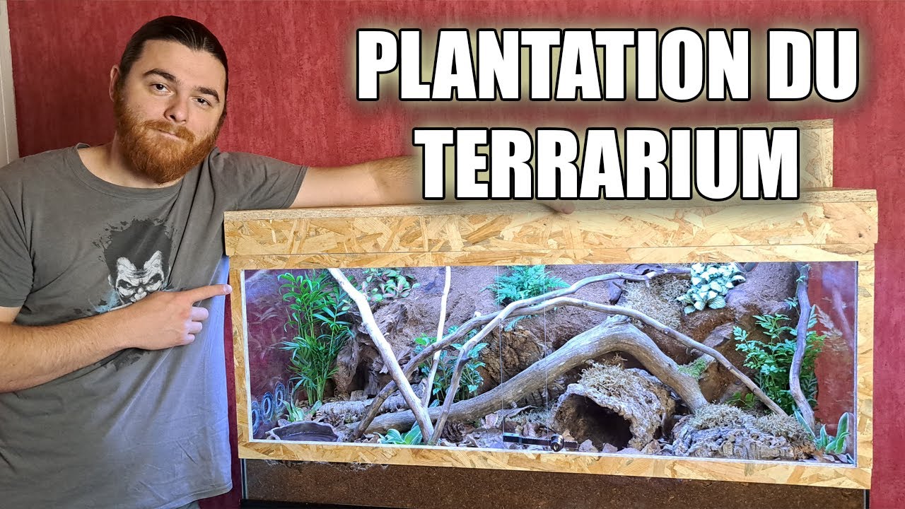 Plantation du Terrarium BioActif pour mon Serpent  !!