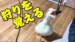 ドジョウと本気の勝負？！アヒルの狩りは成功するのか？【コールダックねぎま】