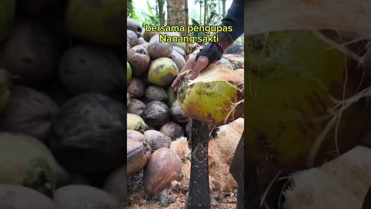 professional coconut peeling 