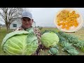 Planting Cabbage By Seed (Farm to Table) Cooked A Cabbage Casserole, Fried Fish & Shrimp At The Camp