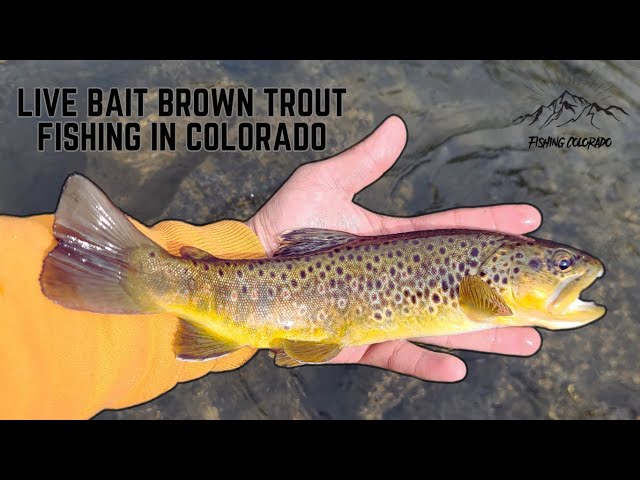 Brown Trout Creek Fishing with Live Bait 