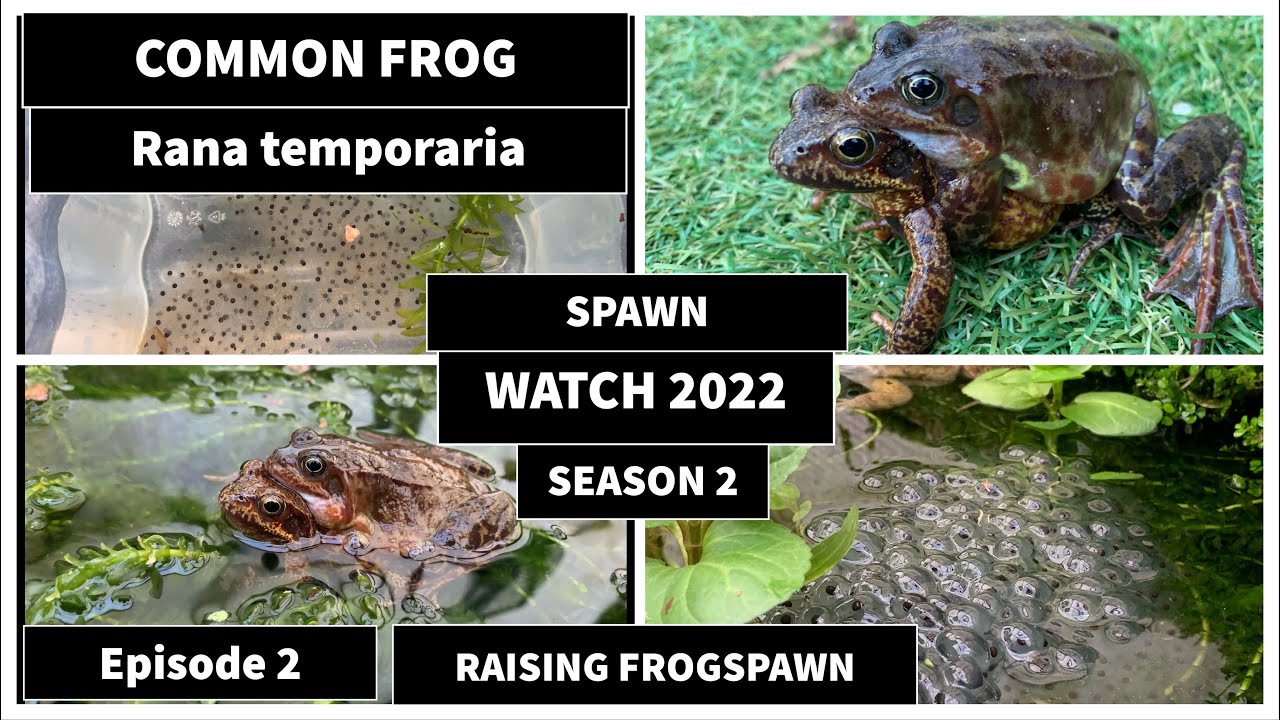 Frog spawn watch 2022 season 2 episode 2 Raising frogspawn how to raise frogspawn?