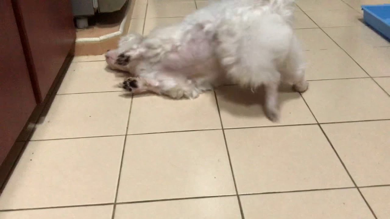 Yo wassup I’m a dog going crazy when eating fish YouTube