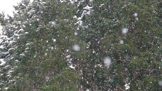Slow Motion Snowfall - Japan Winter Snow - Relaxing Nature Scenes