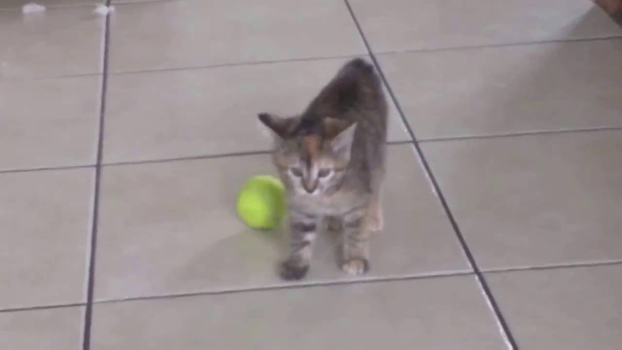 Can Cats Play With Tennis Balls?