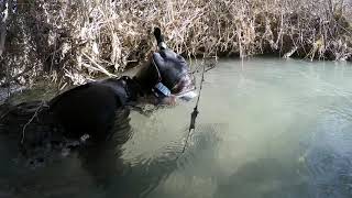 Moapa Dace Count