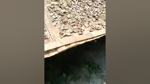 proses pengeringan Jahe emprit rajang.